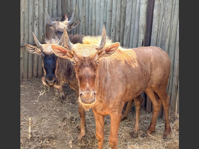 Wildebees Kallers