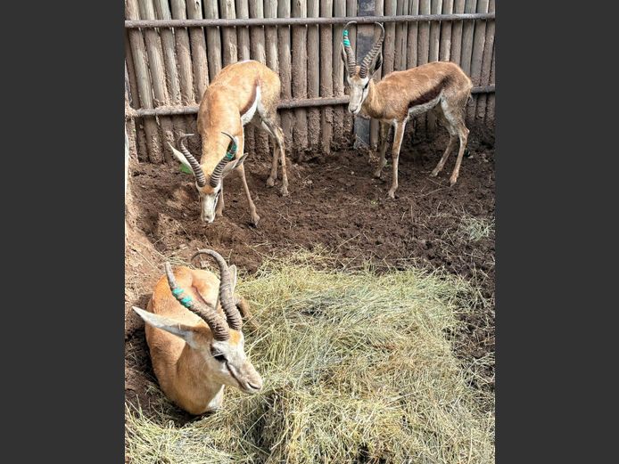 Kalahari Springbok Ramme