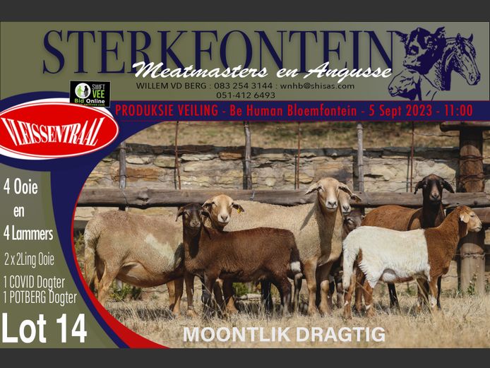 Ewes | Sterkfontein Meatmasters