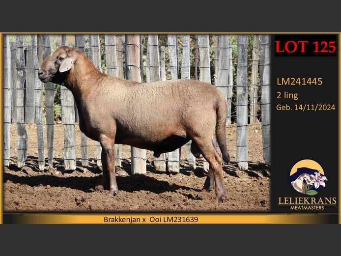 LM241445 | LELIEKRANS MEATMASTERS