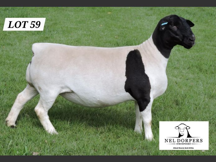 860-23-146 | NEL DORPERS 