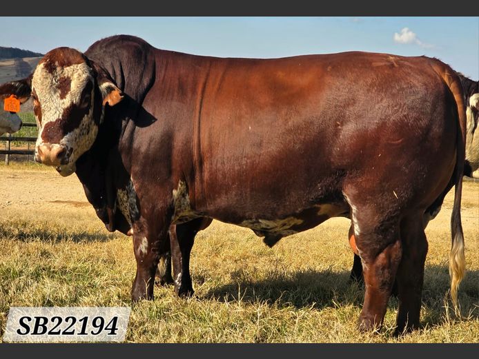 SB22194 | STAPELBERG BROERS