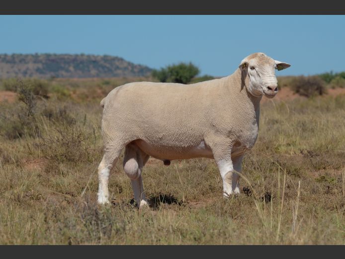 HE 240195 | EKSTEEN’S HATARI DORMER STUD