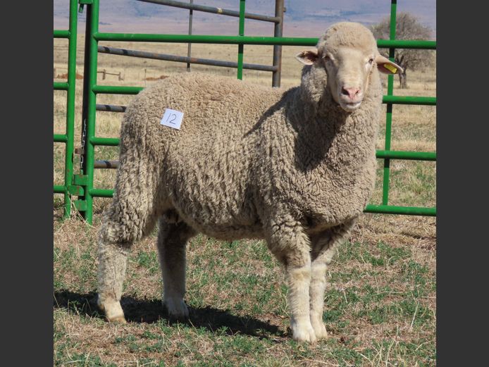 5 | Rooipoort Poenskop Merinos                
