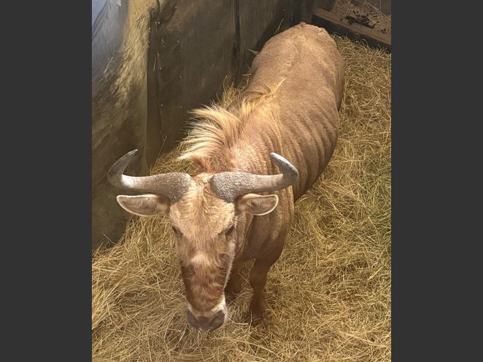 Goue Wildebees Jagbul