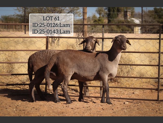 MAKKA LOUWRENS | 25-0126 | 25-0143