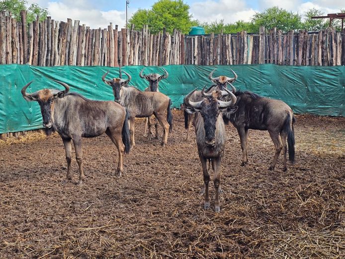 BLUE WILDEBEEST | MABALINGWE