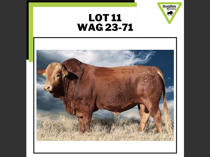 WAG 230071 | WAGNOU BOERDERY