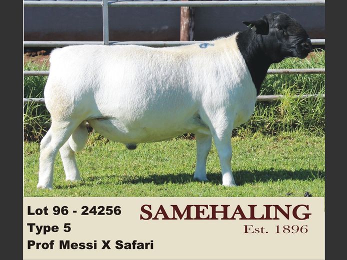 24256-330 | SAMEHALING DORPERS
