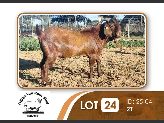 25-004 | BILLY KAZONGANGA