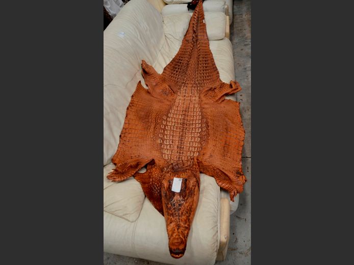 FULL CROCODILE HIDE, 230cm Long