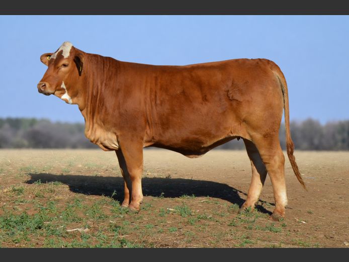 JJL2422 | MIDKOP BOERDERY