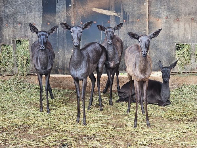 BLACK IMPALA | KAROI