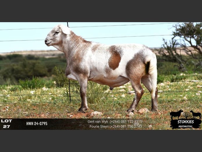 HWH24-0795 | STOKKIES MEATMASTERS