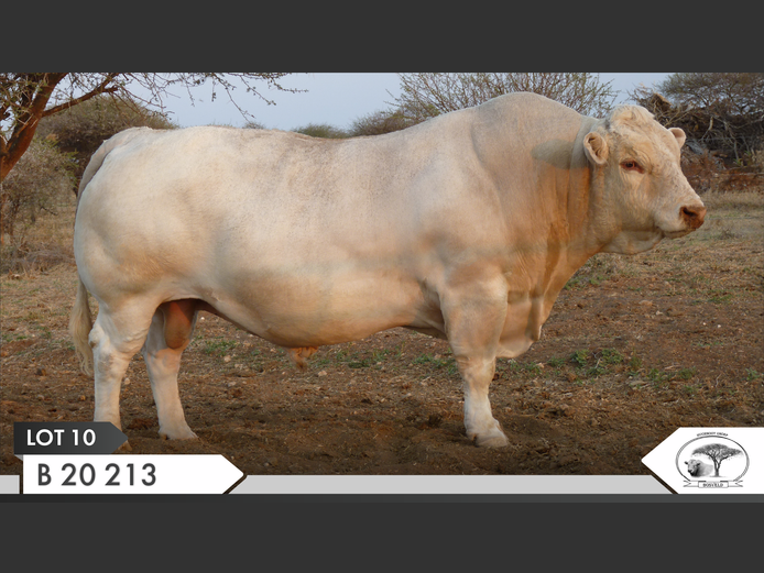 B 200213 | KOPERKOP HUGENOOT STOET
