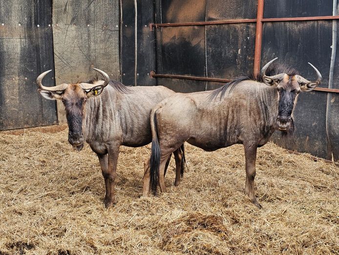 BLUE WILDEBEEST | CHAZAKAMATS