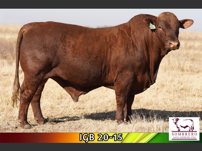 IGB 200015 | J.P. BOTMA (JNR) 