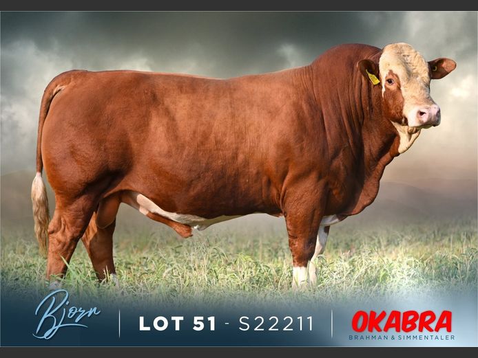 S22211 | OKASIM SIMMENTALERS