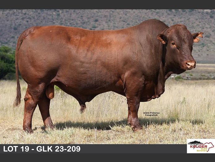 GLK 230209 | KRUGER GLEN BONSMARAS