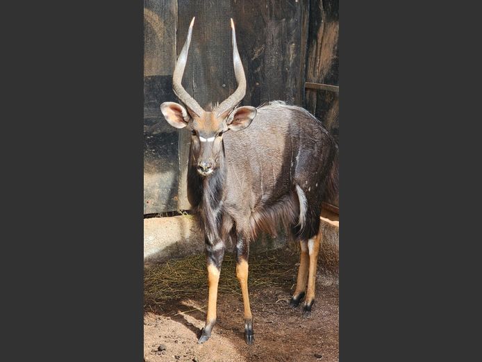 NYALA 25" | BIRKEN VERVOER