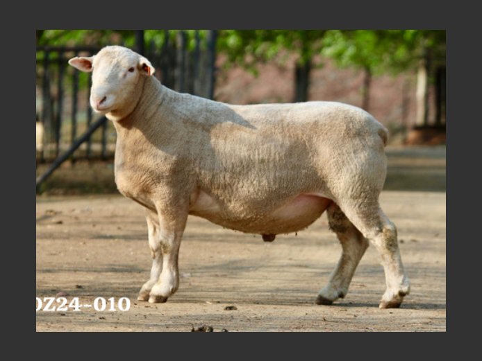 DZ  240010 | 2 STEYNS BOERDERY