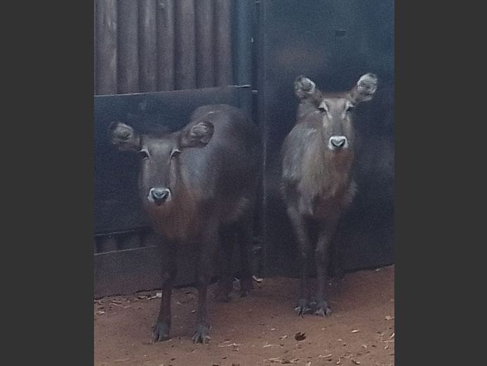 WATERBOKKE