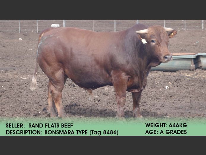 Bonsmara Type  (Tag 8486) | Sand Flats Beef