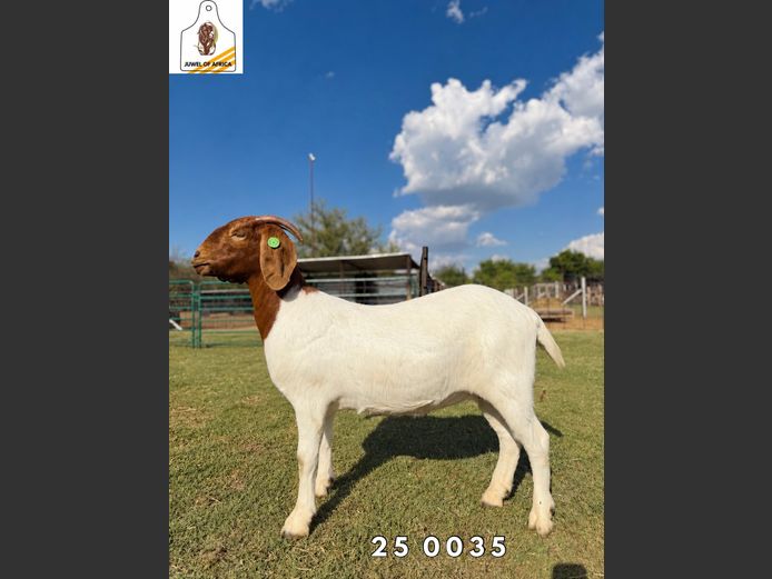 2174 25-0035 | Juwel of Africa