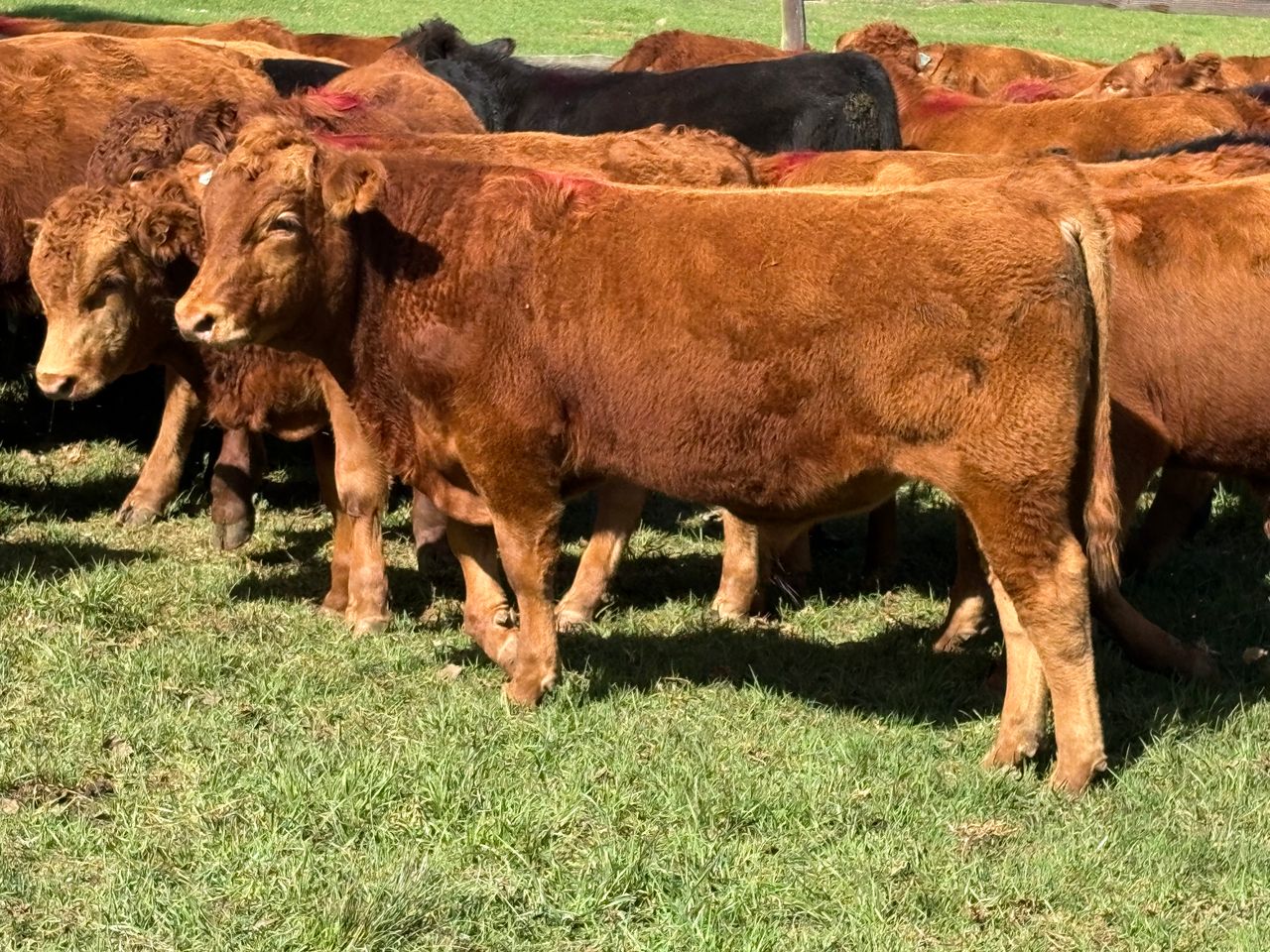 Lot 19 | FENFIELD REDS WEANER SALE | SwiftVEE | South Africa’s Leading ...