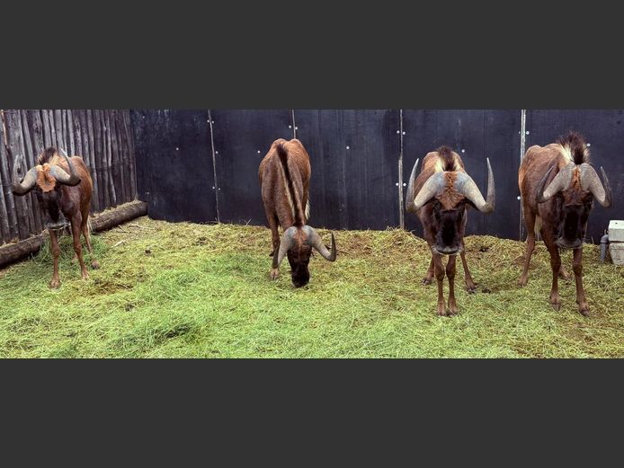 Swart Wildebees Bulle