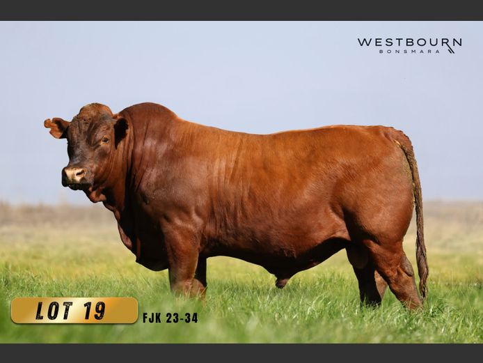 FJK 230034 | WESTBOURN BONSMARAS