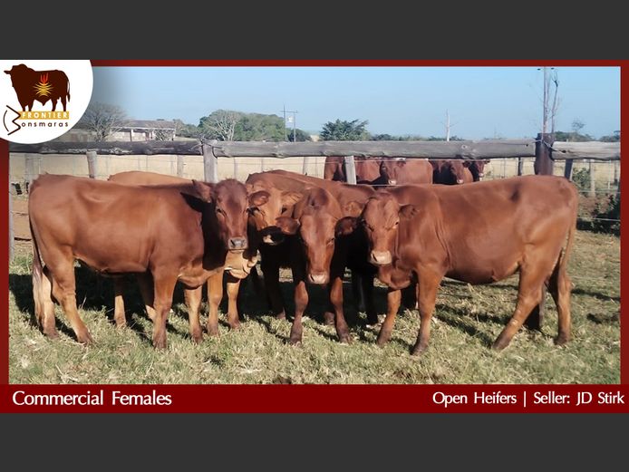 Commercial Animals | JD Stirk
