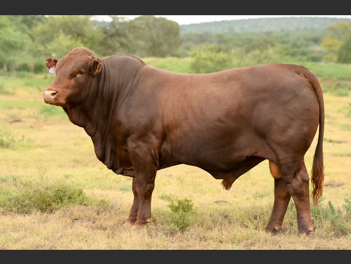 JOY 240069 | FETTING LIVESTOCK TRUST