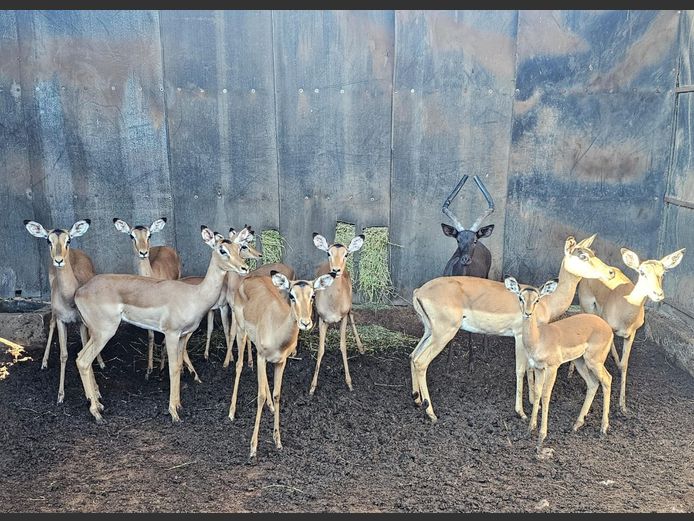 IMPALA | RIPICA TRUST