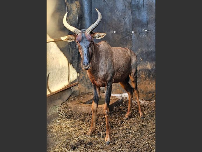 TSESSEBE | DOLLIS HILL