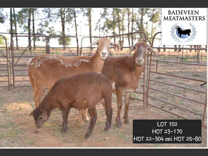 HOT 22-304 | Badeveen Meatmasters