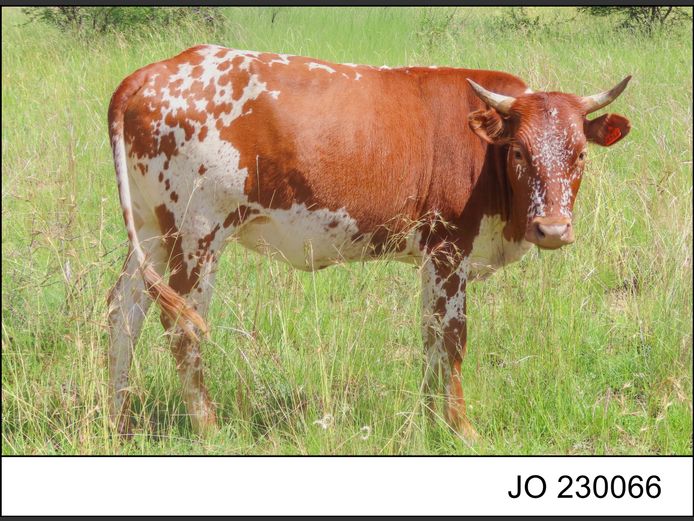 JO 230066 | O.T. JANNASCH