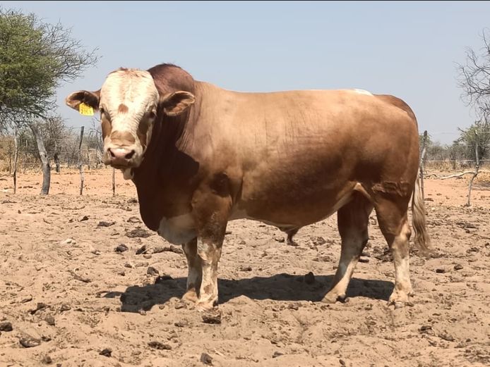 MBE2153 | MAMUMBE SIMBRA