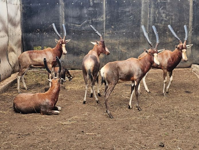 BLESBOK | VISSER WILD