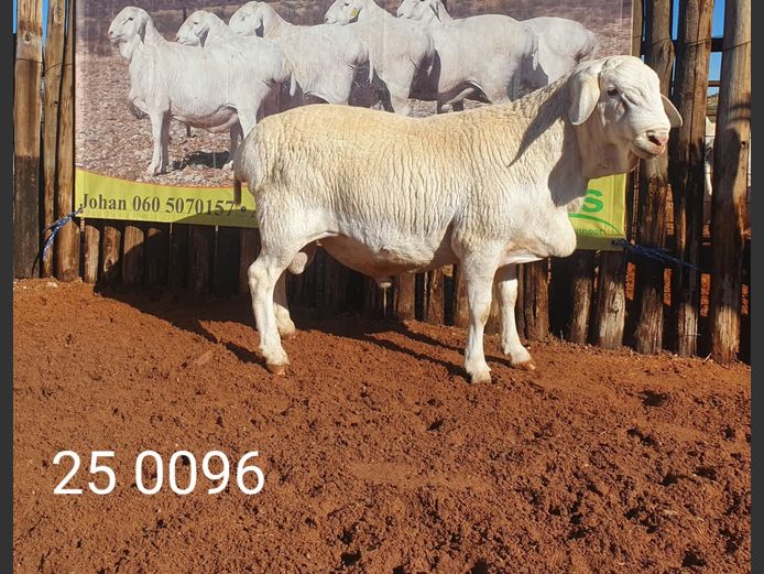 25 096 | Johan Stadler