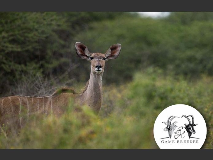 Kudu Breeding | WATERBERG PLATO GAME BREEDERS