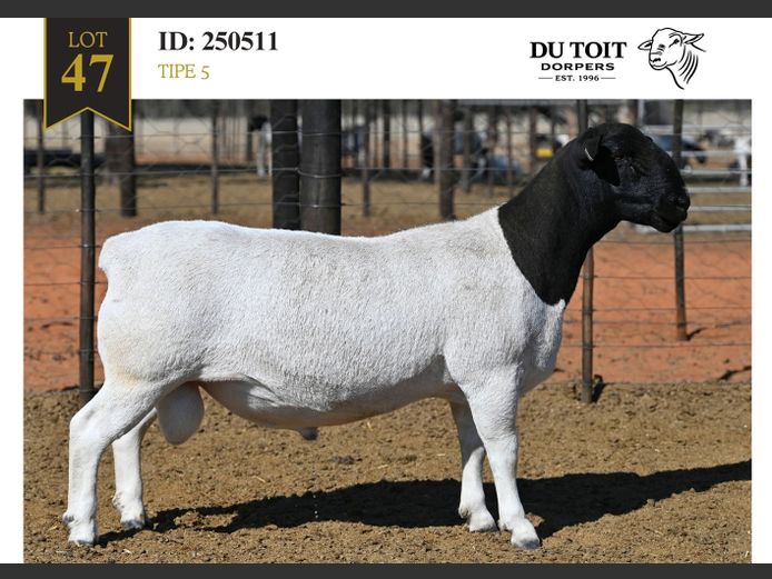 250511 | DU TOIT DORPERS