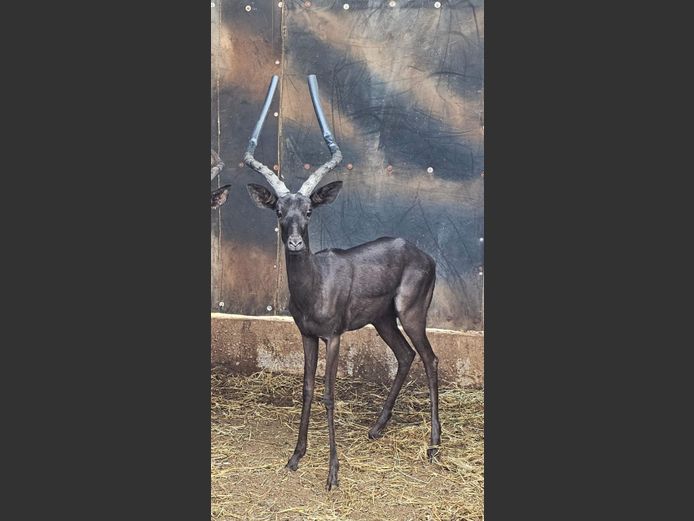 BLACK IMPALA | BIRKEN VERVOER