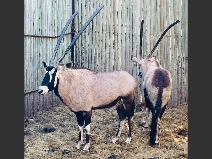 Gemsbok Bulle