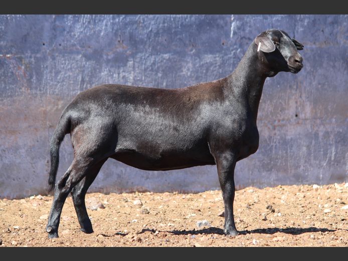 CRL 24.339 | Riaan Liebernberg - Hanri Meatmasters