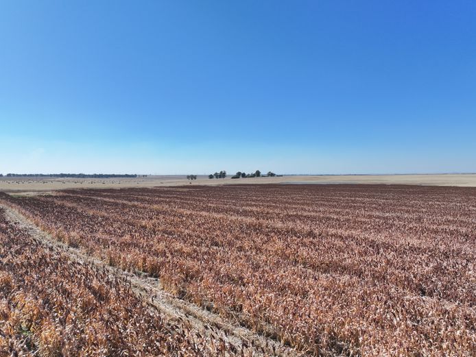 Farm 939 Newlands Reg Div Heilbron RD