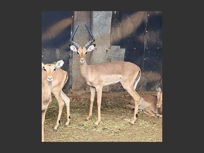 IMPALA | DIAMOND MINE