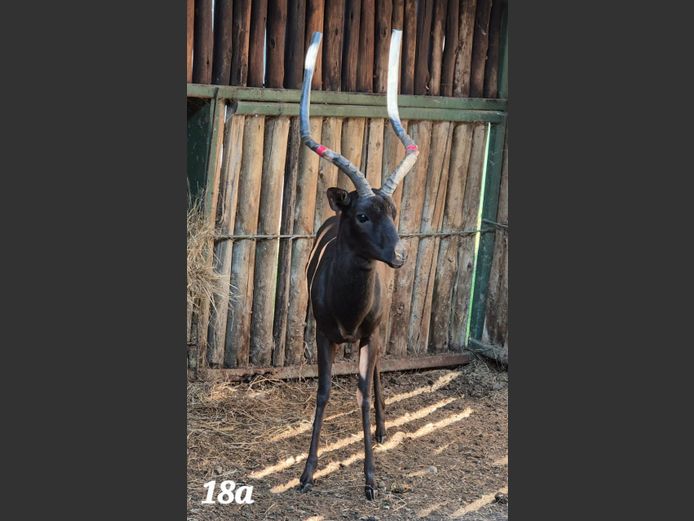 SWART ROOIBOK | NIEKERKSKUIL BOERDERY