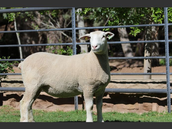 HE 240263 | EKSTEEN’S HATARI DORMER STUD