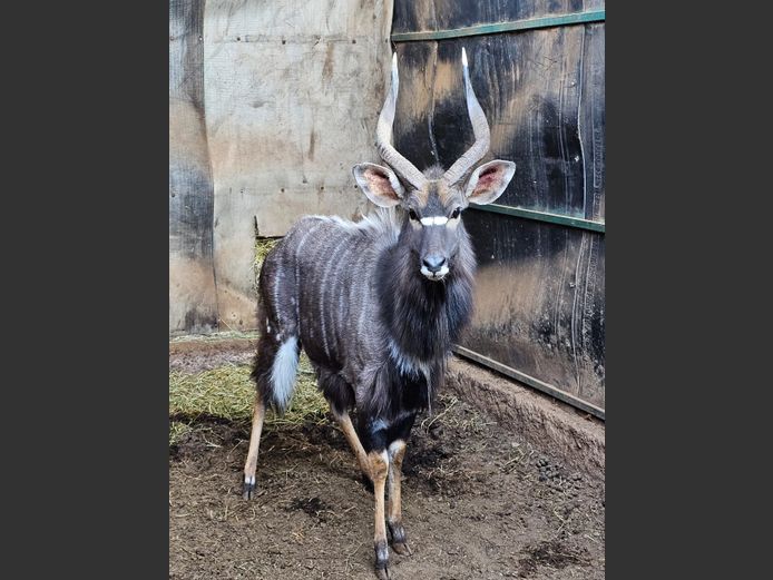 NYALA | KRUISRIVIER
